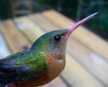 Cinnamon Hummingbird
